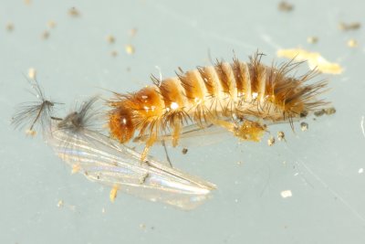 Carpet Beetle (Anthrenus fuscus) larva
