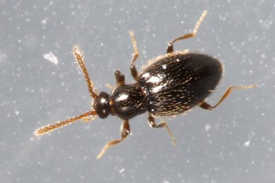 Ant-like Stone Beetle (Stenichnus scutellaris)