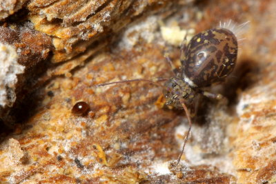 Ptenothrix marmorata