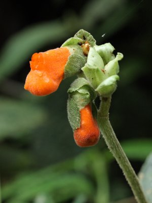 Gasteranthus sp. (Gesneriaceae)