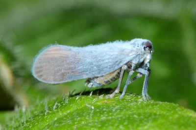 Planthopper, Cedusa sp. (Derbidae)