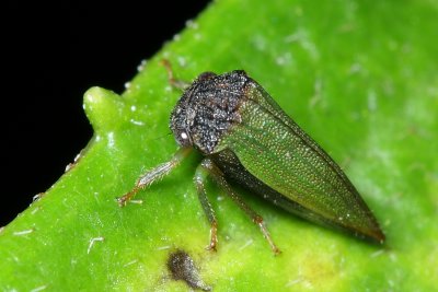 Treehopper, Ennya sp. (Membracidae)