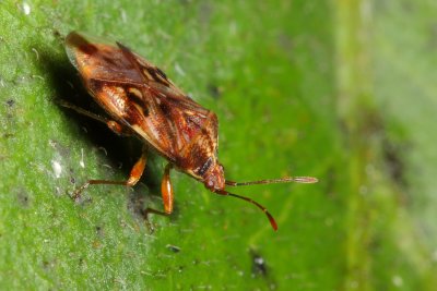 Seed Bug, Polychisme ferruginosus (Lygaeidae)