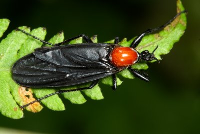March Fly, Bibio sp. (Bibionidae)