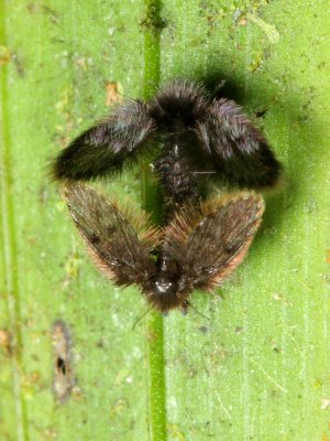 Moth Flies (Psychodidae)