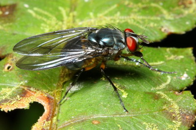 Blow Fly, Mesembrinella sp. (Mesembrinellidae)