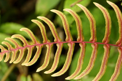 Flora of Ecuador: Bellavista