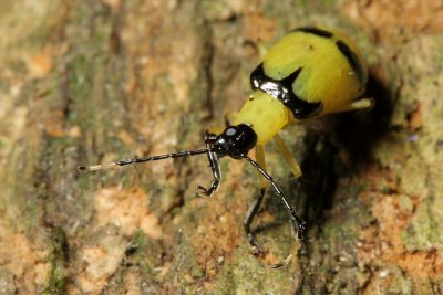 Rootworm Beetle, Diabrotica arcuata (Galerucinae)