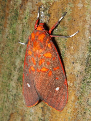 Melese intensa (Arctiidae: Arctiinae)