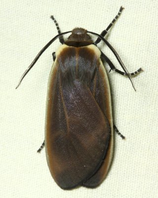 Onythes pallidicosta (Arctiidae: Arctiinae)