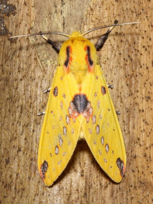 Symphlebia suanus (Arctiidae: Arctiinae)