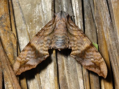 Hawk Moth, Nyceryx hyposticta (Sphingidae: Macroglossinae)