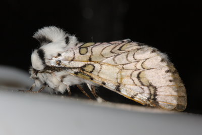 Prominent, Tecmessa bratteata (Notodontidae)