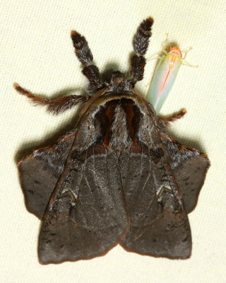 Tussock Moth, Desmoloma sp. (Lymantriidae)