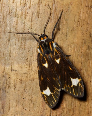 Eucereon albinota (Arctiidae: Ctenuchinae)