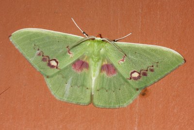 Rhodochlora brunneipalpis (Geometridae: Geometrinae)