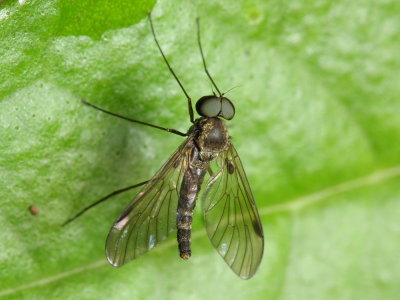 Snipe Fly, Chrysopilus sp. (Rhagionidae)