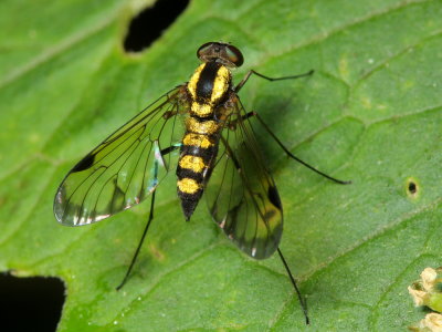 Snipe Fly, Chrysopilus sp. (Rhagionidae)