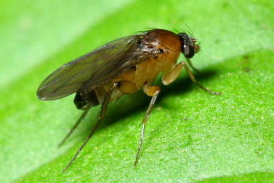 Scuttle Fly, Megaselia sp. (Phoridae)