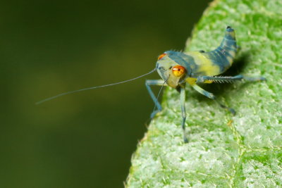 Leafhopper nymph (Cicadellidae)