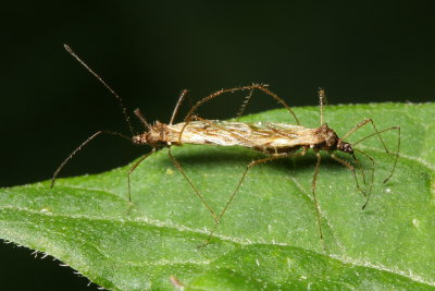 Stilt Bugs, Jalysus sp. (Berytidae)