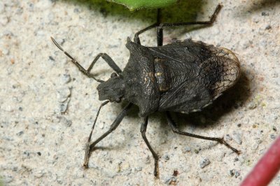 Stink Bug, Braunus sp. (Pentatomidae)