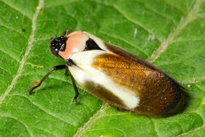 Spittlebug, Sphenorhina quadrifera (Cercopidae)