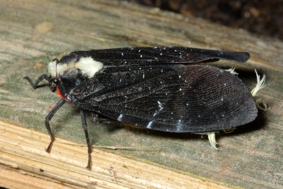 Hemiptera of Ecuador IV