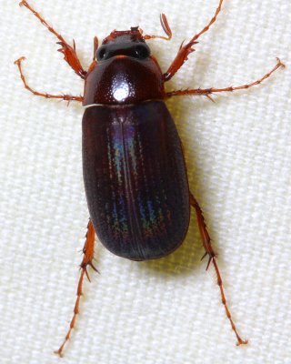 May Beetle (Scarabaeidae: Melolonthinae)