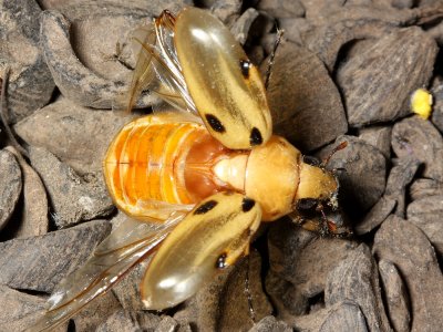 Chafer, Ancognatha vulgaris (Scarabaeidae: Dynastinae)