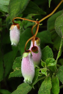 Kohleria affinis (Gesneriaceae)