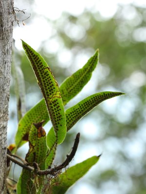 fern fertile fronds (Polypodiaceae)