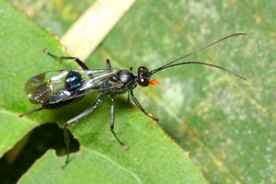 Ichneumon Wasp (Ichneumonidae)