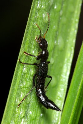 Rove Beetle, Paederus s.l. (Staphylinidae)