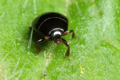 Hister Beetle, Phelister sp. (Histeridae)