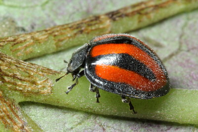 Lady Beetle, Epilachna monovittata (Coccinellidae)