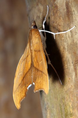 Snout Moth, Sparagmia sp. (Pyralidae)