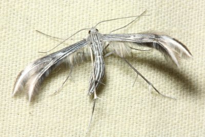 Plume Moth, Singularia lesya (Pterophoridae)