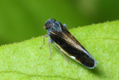 Planthopper, Muirolonia sp. (Cixiidae)