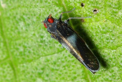 Planthopper (Cixiidae)