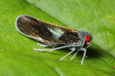 Planthopper (Cixiidae)