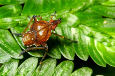 Planthopper (Dictyopharidae)