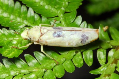 Leafhopper, Apulia quadrimacula (Cicadellidae)