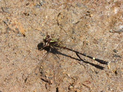 Pygmy Sanddragon, Progomphus pygmaeus (Gomphidae)
