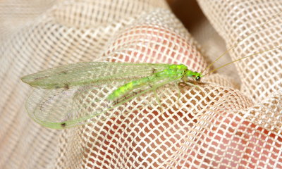 Green Lacewing (Chrysopidae)