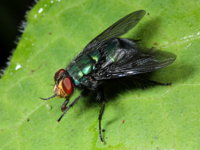 Blow Fly, Blepharicnema splendens (Calliphoridae)