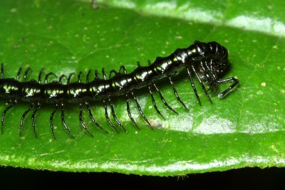 Polydesmoid Millipede