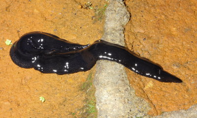 Land Planarian, Geoplana cf. multipunctata (Geoplanidae)