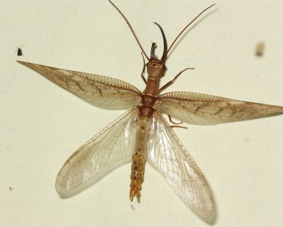Dobsonfly, Corydalus armatus (Corydalidae)