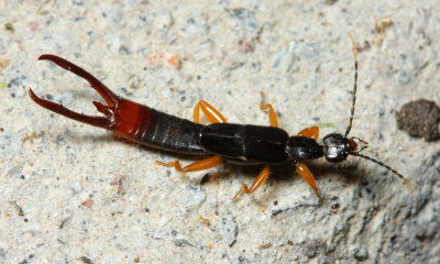 Earwig, Sparatta cf. (Spongiphoridae)